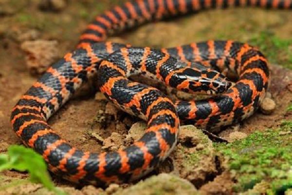 男人梦见长的红花蛇什么意思 男人梦见长的红花蛇好不好