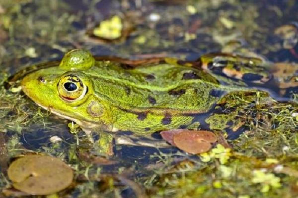 男人梦见鱼和青蛙什么意思 男人梦见鱼和青蛙预示什么