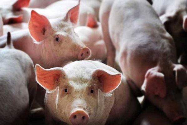 男人梦见养猪什么意思 男人梦见养猪有什么预兆