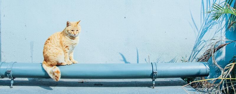 梦见几只猫有什么征兆 梦见几只猫好不好