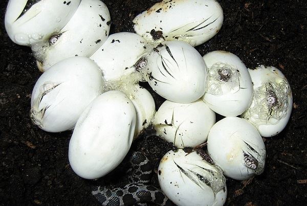 梦见蛇下蛋是什么预兆 梦见蛇下蛋预示什么