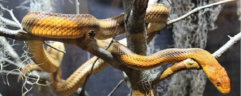 梦见看到蛇是什么意思 梦见看到蛇预示什么