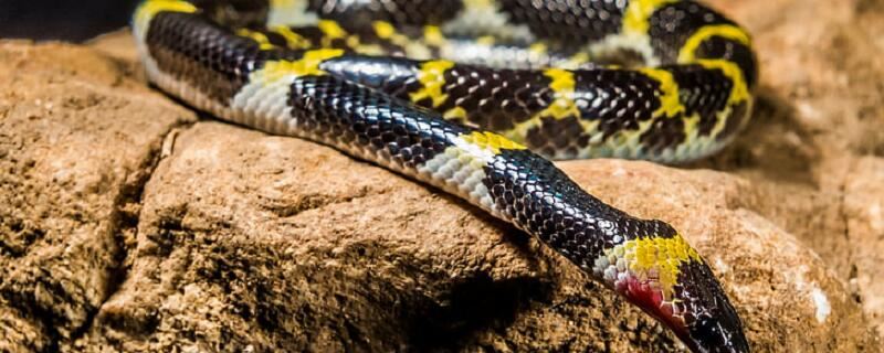 怀孕梦到被蛇咬什么意思 怀孕梦到被蛇咬预示什么