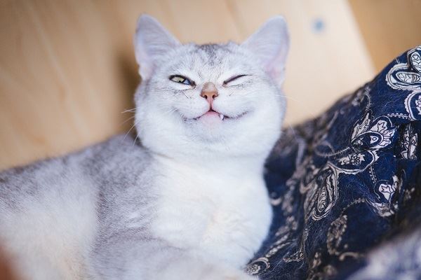 梦见被猫咬流血什么意思 梦见被猫咬流血预示什么