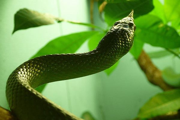 梦见蛇在天上飞预示什么 梦见蛇在天上飞有什么预兆