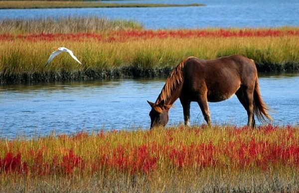 梦见马 马匹什么意思 梦见马 马匹预示什么