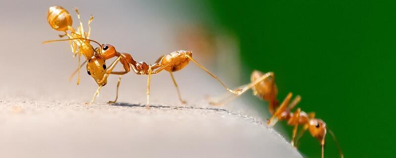 梦见蚂蚁在游行有什么征兆 梦见蚂蚁在游行好不好