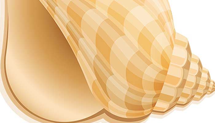 梦见海螺什么意思 梦见海螺好欠好