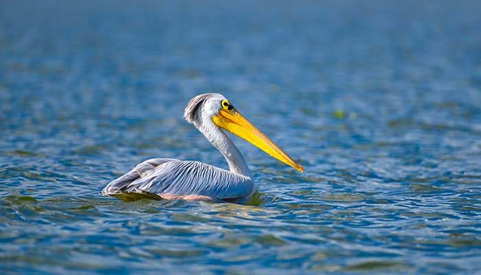 梦见鹈鹕什么意思 梦见鹈鹕什么预兆