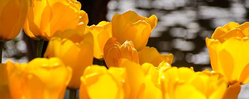 梦见麝香鼠什么意思 梦见麝香鼠好不好