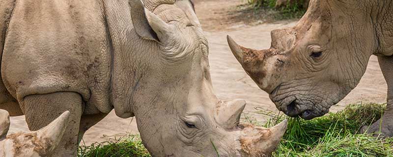 梦见犀牛什么意思 梦见犀牛有什么征兆