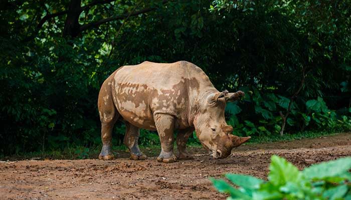 梦见犀牛什么意思 梦见犀牛有什么征兆