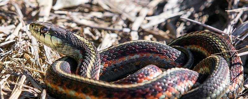 梦见蛇进入身体里什么意思 梦见蛇进入身体里好不好