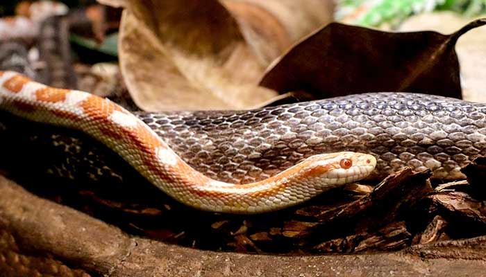 梦见蛇进入身体里什么意思 梦见蛇进入身体里好不好