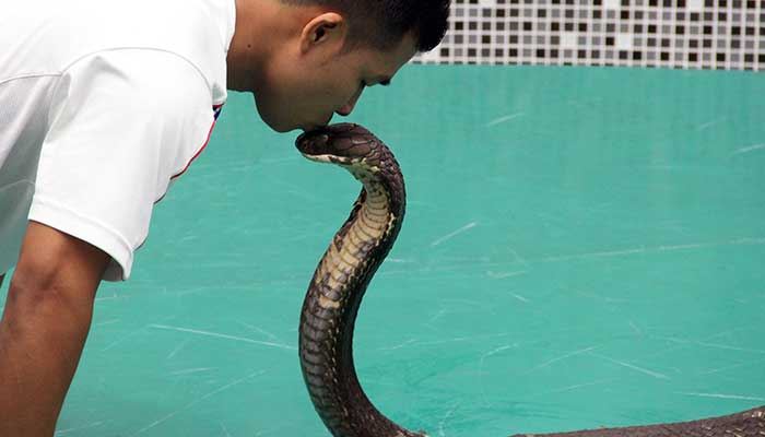 梦见小毒蛇什么意思 梦到小毒蛇有什么预兆