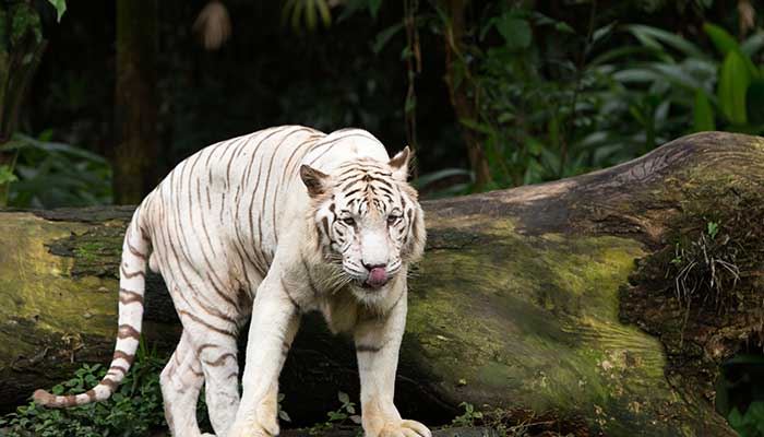梦见白虎追自己有什么征兆 梦见白虎追自己好不好