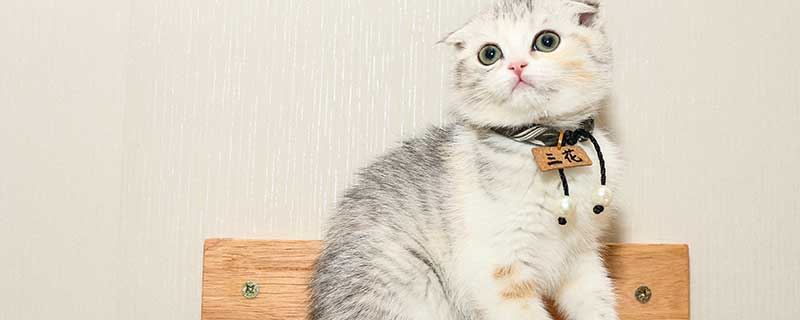 梦见被猫咬了一口什么意思 梦见被猫咬了一口好不好