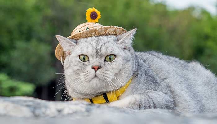 梦见被猫咬了一口什么意思 梦见被猫咬了一口好不好