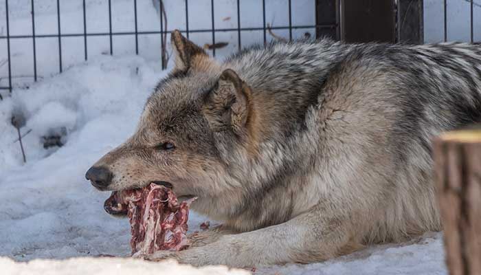 梦见狼咬他人什么征兆 梦见狼咬他人好不好