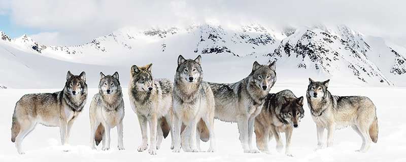 梦见狼咬他人什么征兆 梦见狼咬他人好不好