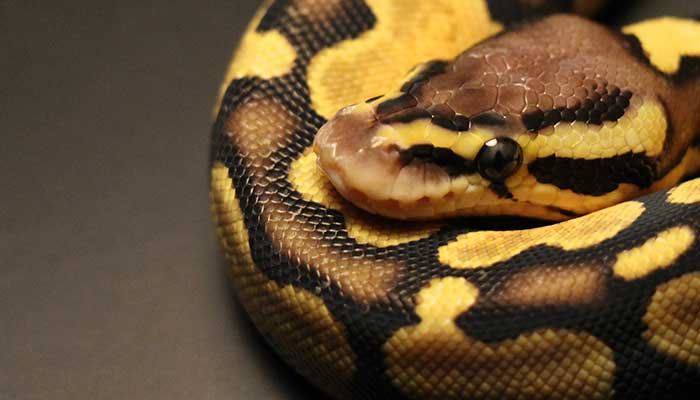 梦见金黄蛇有什么征兆 梦见金黄蛇好不好