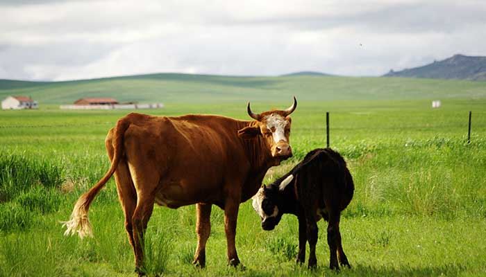 梦见牛要顶我我躲开了预示什么 梦见牛要顶我我躲开了有什么预兆