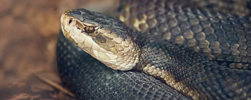 梦见朋友被蛇咬了一口有什么预兆 梦见朋友被蛇咬了一口什么意思