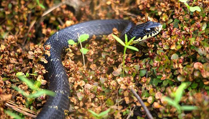 梦见朋友被蛇咬了一口有什么预兆 梦见朋友被蛇咬了一口什么意思