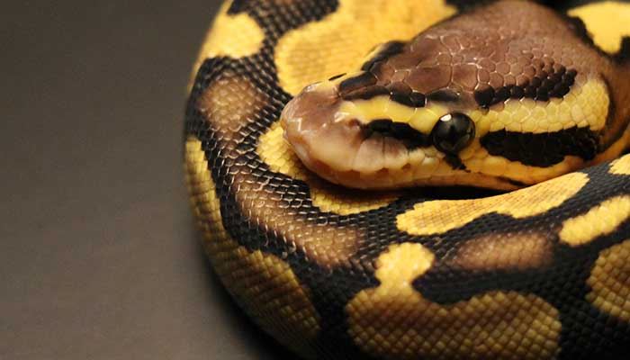 梦见受伤的蛇有什么征兆 梦见受伤的蛇什么意思