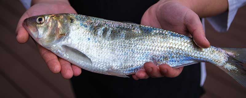 梦见捉住大鱼好不好 梦见捉住大鱼有什么预兆