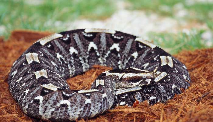 女性梦到一条大黑蛇什么意思 女性梦到一条大黑蛇好不好