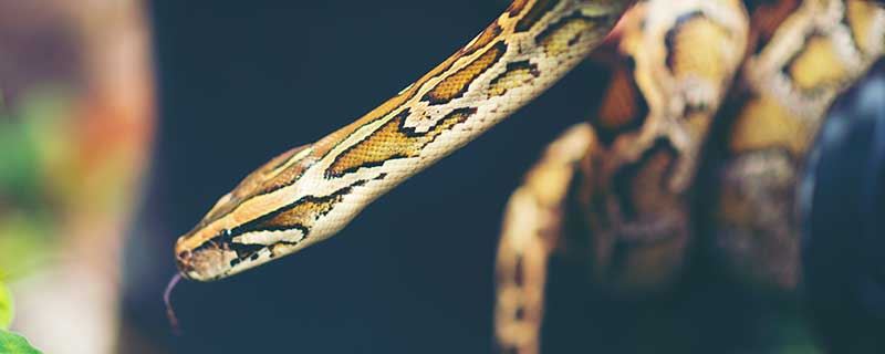 女性梦见被蛇咬大腿预示什么 女性梦见被蛇咬大腿什么意思