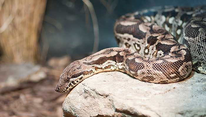 女性梦见被蛇咬大腿预示什么 女性梦见被蛇咬大腿什么意思