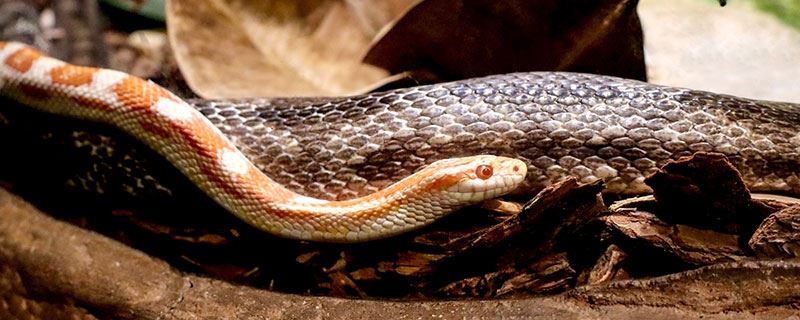 男人梦见被毒蛇咬脚有什么征兆 男人梦见被毒蛇咬脚什么意思