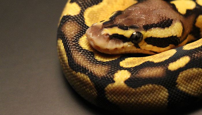 男人梦见被毒蛇咬脚有什么征兆 男人梦见被毒蛇咬脚什么意思