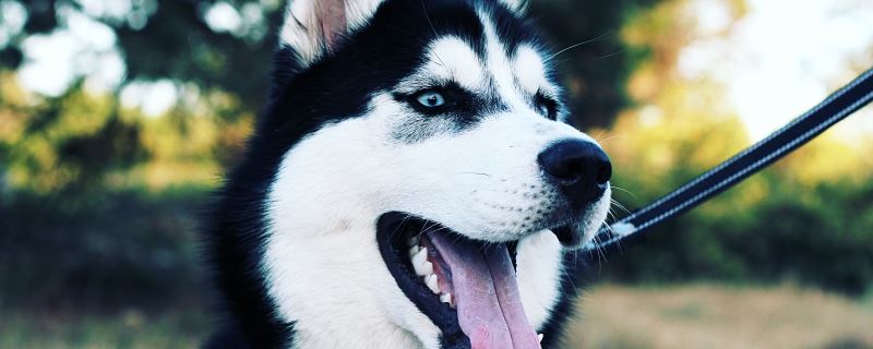 梦见差人带着警犬跟着自己的涵义 梦见差人带着警犬跟着自己是什么意思