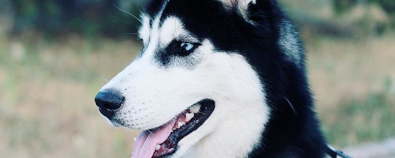 做梦梦到了黑狗是否吉祥呢 梦到黑狗代表什么征兆