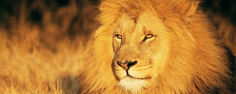 梦见狮子很温柔预示什么 梦见狮子很温柔代表什么征兆