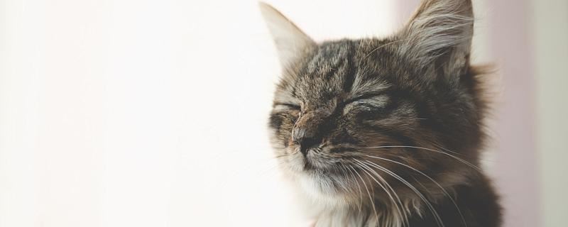 梦见妈妈杀了一只猫是什么意思 梦见妈妈杀了一只猫代表什么征兆