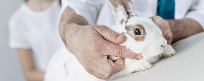 梦见抓了一只兔子代表什么 梦见抓了一只兔子是什么意思