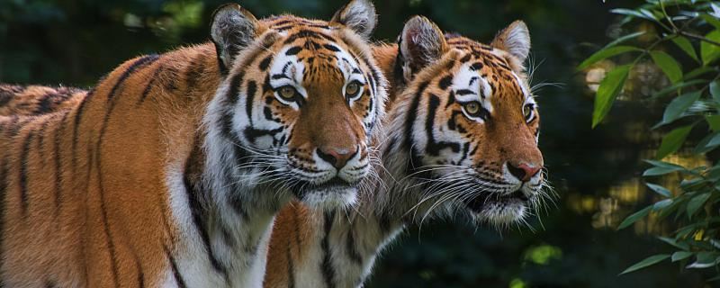 梦见被山君咬是什么意思 梦见被山君咬代表什么征兆