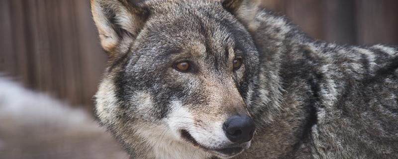 梦见狼咬自己的手什么意思 梦见狼咬自己的手意味着什么 