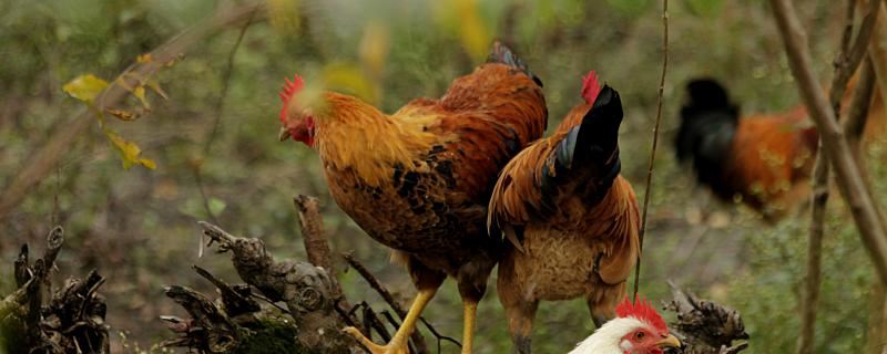 梦到母鸡下蛋意味着什么 梦到母鸡下蛋代表什么征兆