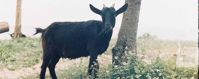 女子梦到公羊涵义着什么 女子梦到公羊预示着什么