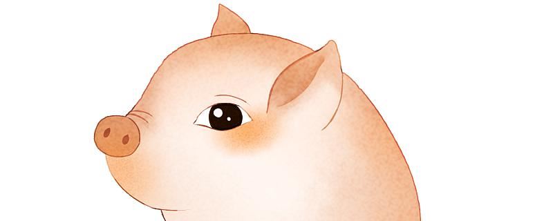 梦见猪预示着什么 梦见猪代表了什么