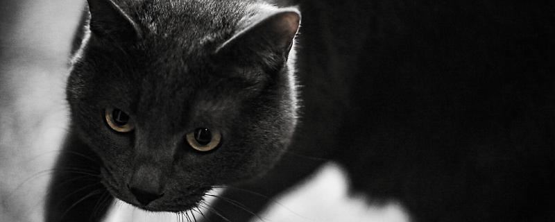 女性梦见黑猫咬我是什么意思 女性梦见黑猫咬我是什么征兆