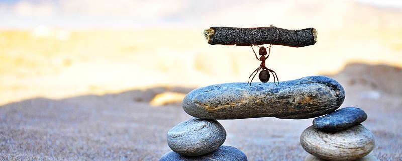 梦见蚂蚁嘴叼东西是什么意思 做梦梦见蚂蚁嘴叼东西涵义什么