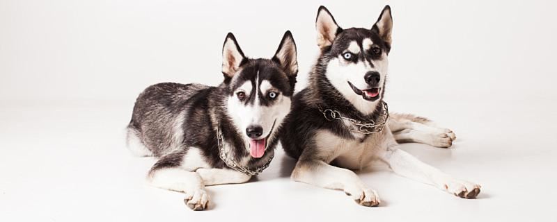 梦到两只小狗什么意思 梦到两只小狗征兆着什么