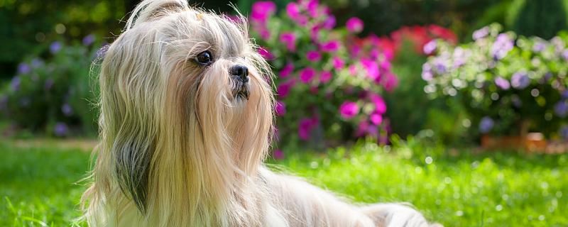 梦到被狗咬是什么意思 梦到被狗咬是什么涵义