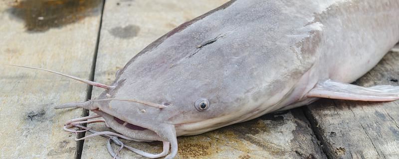 梦见被鱼咬是什么意思 做梦梦见被鱼咬好欠好